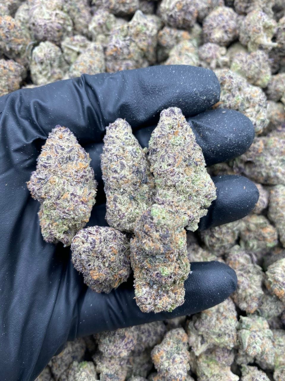 MIMOSA X PURPLE PUNCH Strain