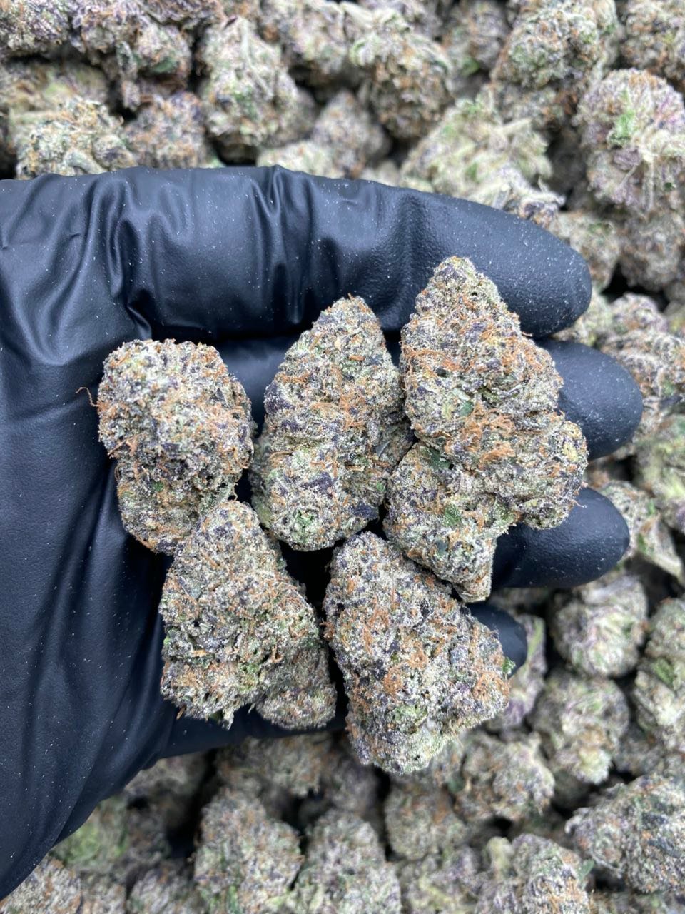 NEON BLUE CHERRIES Strain
