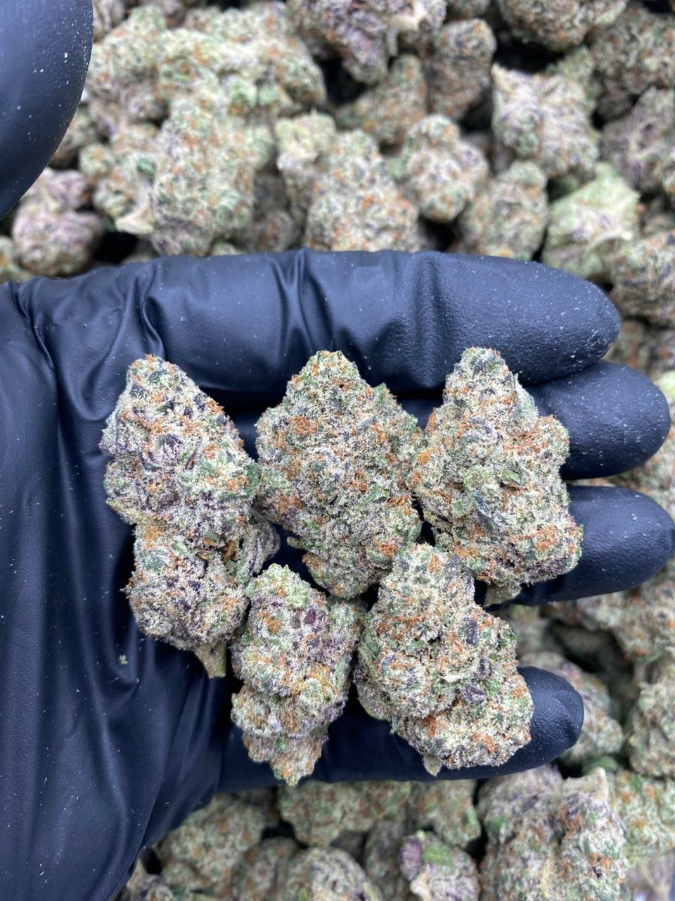 DIRTY SPRITE Strain