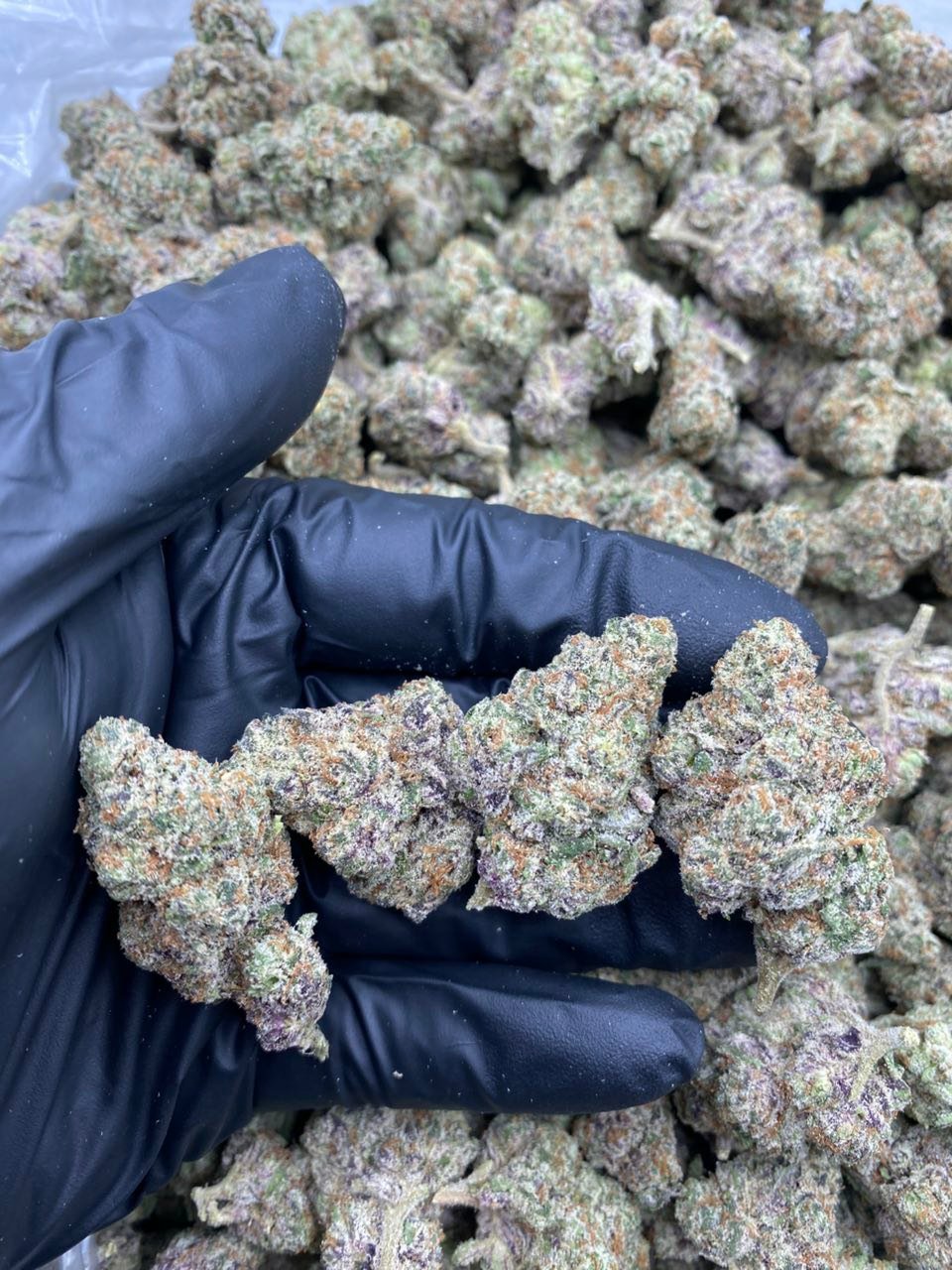 SECRET SAUCE Strain