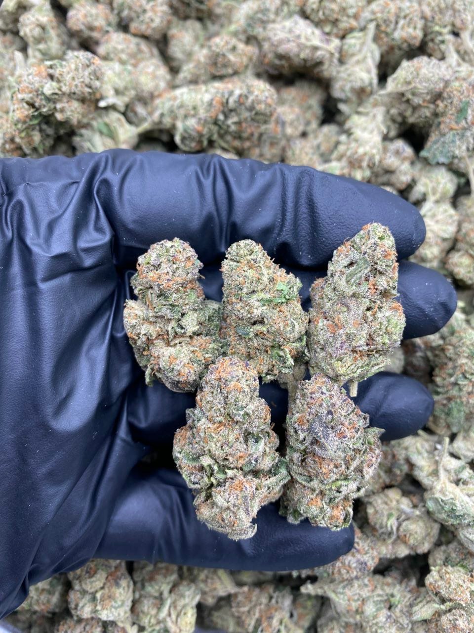 SPACE ROCKS Strain
