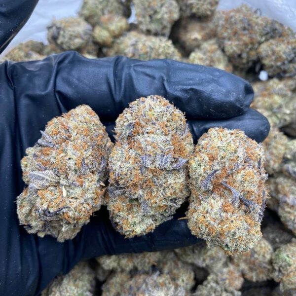 COMA Strain