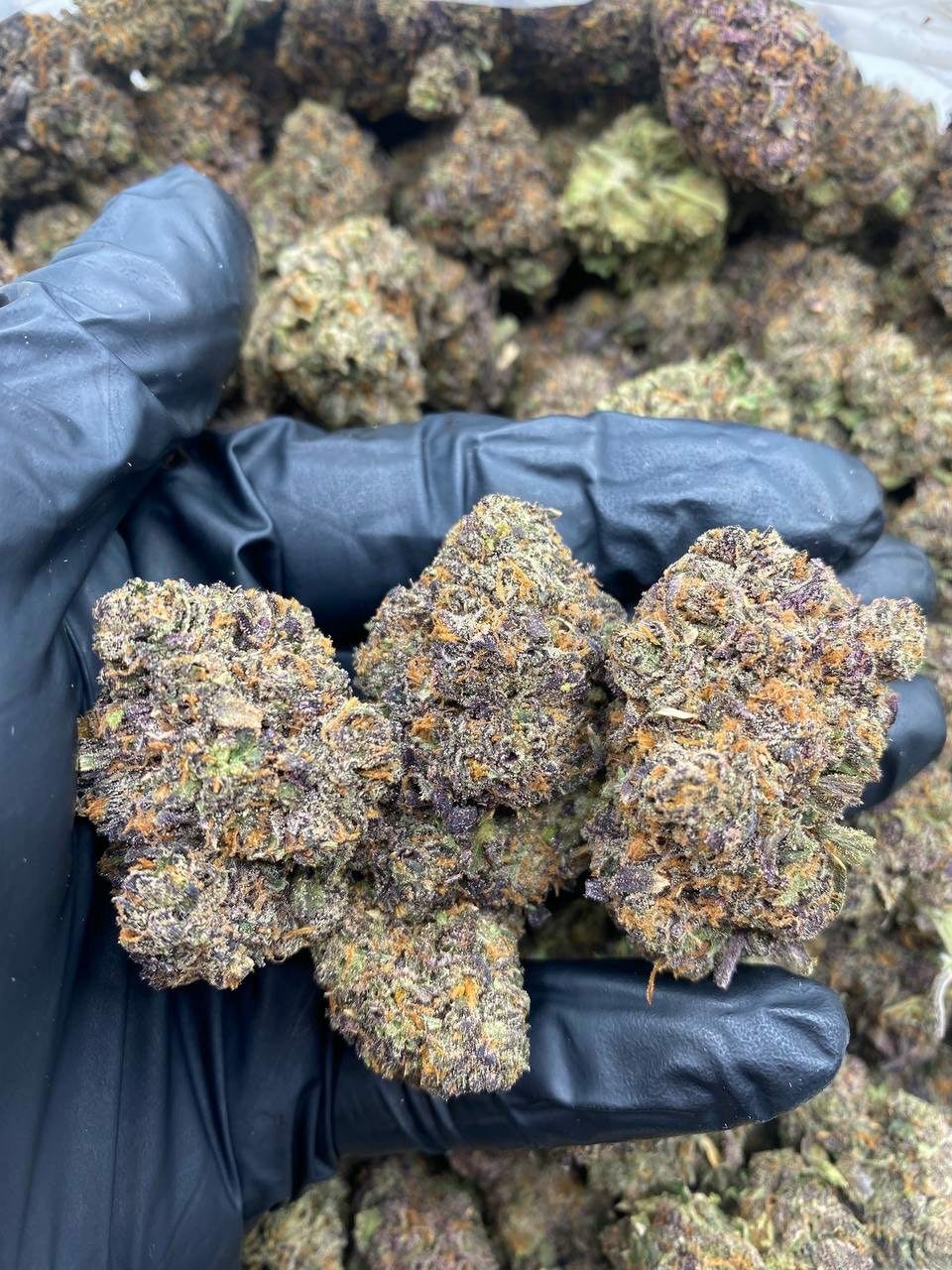SHERBERT GUMBO Strain
