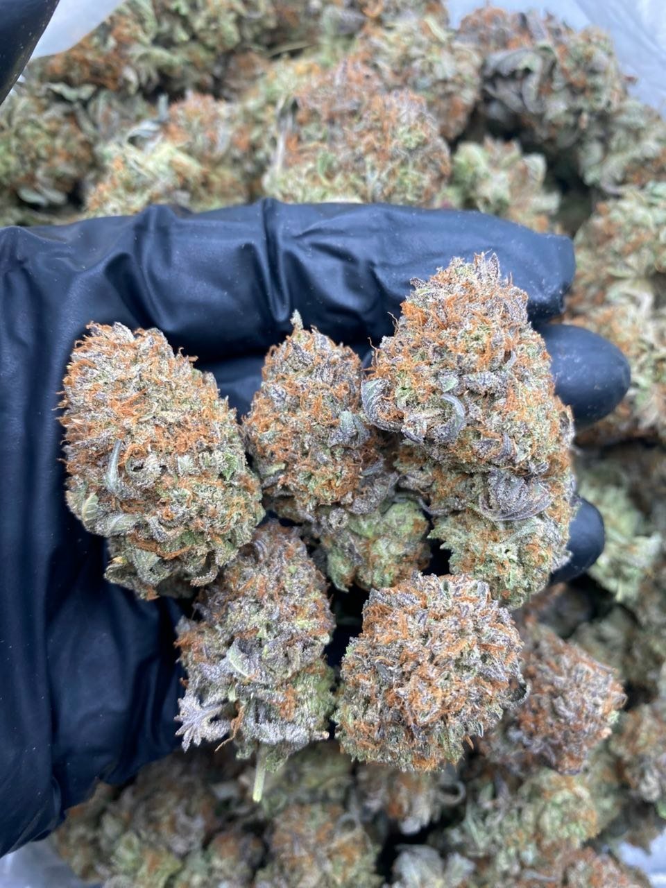 PURPLE BUBBA Strain