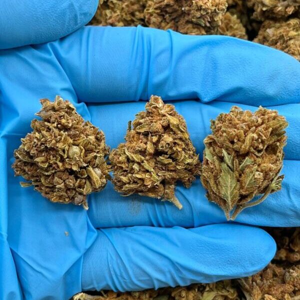 ARCTIC KUSH – ML206A